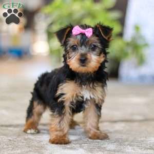 Dolly, Yorkie Puppy